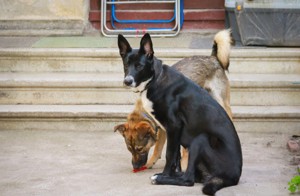 Bonnie - Riesenbaby sucht aktives Zuhause