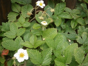 Erdbeere "Marie Charlotte" Moschus-Erdbeere  Pflanze im Topf Bild 3