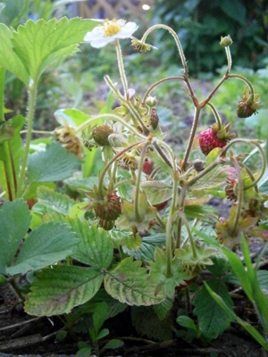 Erdbeere "Marie Charlotte" Moschus-Erdbeere  Pflanze im Topf Bild 4