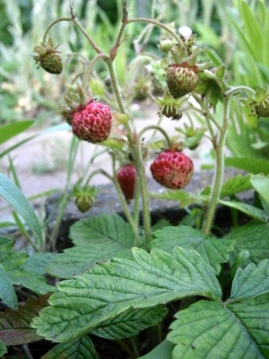 Erdbeere "Marie Charlotte" Moschus-Erdbeere  Pflanze im Topf Bild 2