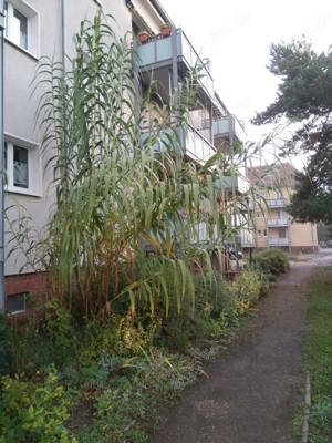 Riesen-Pfahlrohr  Riesenschilf "A.....o donax"  Pflanzen im Topf oder große Wurzelstücke Bild 3