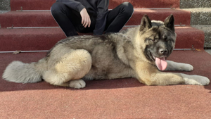 Wunderschöne Reinrassige American Akita Hündin