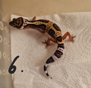 Leopardgeckos NZ24, 0.1 Weibchen