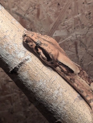 Boa constrictor imperator 