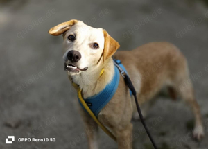 GIPSY    sucht ein warmes Plätzchen