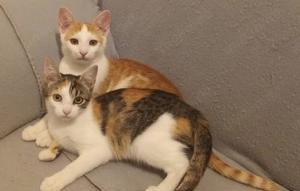 verspielte junge Katze Ina sucht ein tolles Zuhause Bild 5