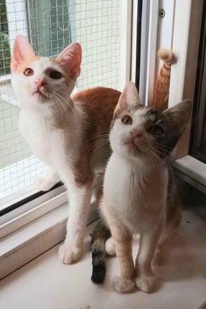 verspielte junge Katze Ina sucht ein tolles Zuhause Bild 4
