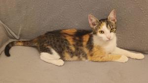 verspielte junge Katze Ina sucht ein tolles Zuhause Bild 2