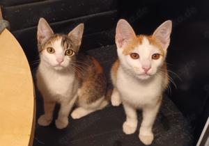 verspielte junge Katze Ina sucht ein tolles Zuhause Bild 3