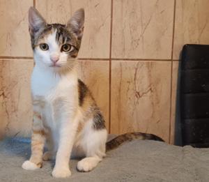 verspielte junge Katze Ina sucht ein tolles Zuhause