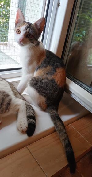 verspielte junge Katze Ina sucht ein tolles Zuhause Bild 7