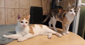 verspielte junge Katze Ina sucht ein tolles Zuhause Bild 6
