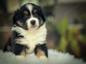 Miniatur American Shepherd  Miniatur Australien Shepherd Welpe