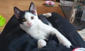 sanfter junger Kater Franz mag Menschen und Hunde und sucht ein tolles Zuhause