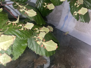 Phyllium giganteum Großes wandelndes Blatt