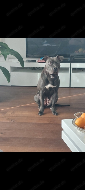 American Bully Weibchen 