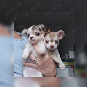 Bildschöne Chihuahua Welpen huskyfarben