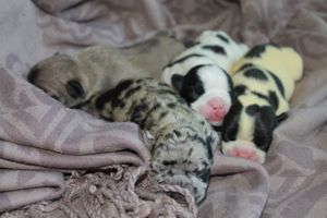 Französische Bulldogge Welpen