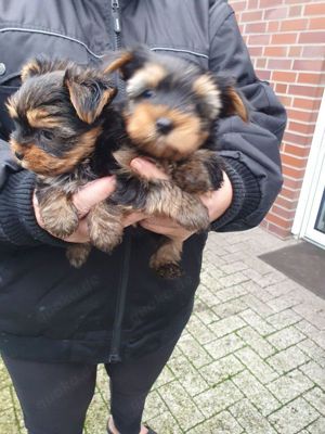 Reinrassige Yorkshire Terrier Welpen