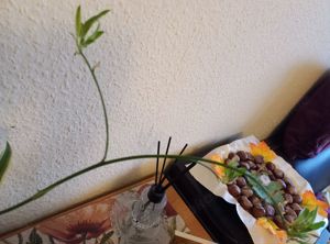 Schöne Grünpflanze mit Ablegern Bild 2
