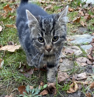 Katzer Katze Kitten abzugeben 