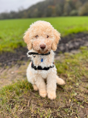 Lagotto Romagnolo Pudel Doodle Welpe