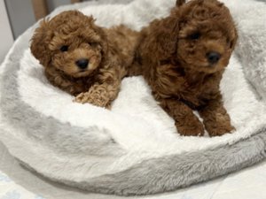 maltipoo mini welpen 