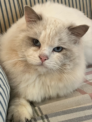 Deckkater, Ragdoll mit Stammbaum