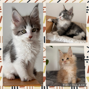 Maine Coon Kitten , Katzen Kater