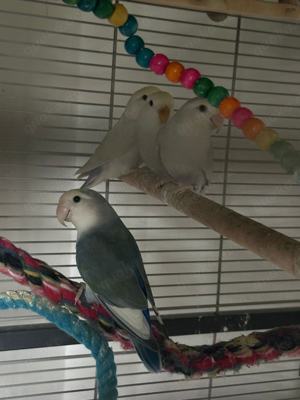 unzertrennliche lovebirds
