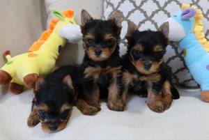 Entzückende Yorkie-Welpen!! WhatsApp an uns unter: 01787208876  