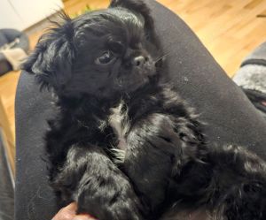 Pekinese shihtzu mix Mädel