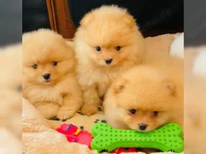 Pomeranian mini Zwergspitz welpen 