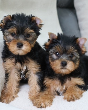 Entzückende Yorkie-Welpen!! WhatsApp an uns unter: 01787208876 