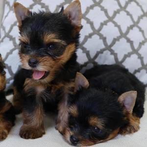 Entzückende Yorkie-Welpen!! WhatsApp an uns unter: 01787208876