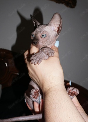 Reinrassiege Cannadische Sphynx Kitten mit Stammbaum  NUR NOCH EIN JUNGE FREI