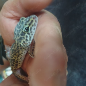 Leopardgecko Weibchen