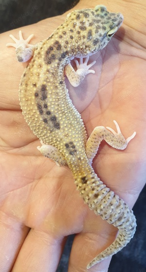 Leopardgecko Weibchen