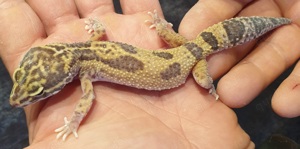 Leopardgecko Weibchen