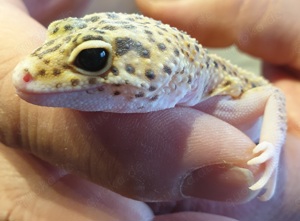 Leopardgecko Weibchen