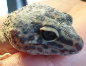 Leopardgecko Weibchen