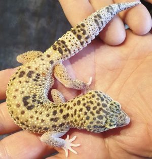 Leopardgecko Weibchen