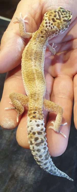 Leopardgecko Weibchen