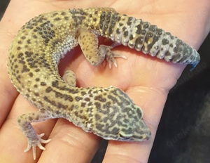 Leopardgecko Weibchen