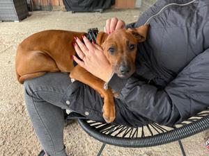 Rhodesian Ridgeback Welpe mit Papieren 