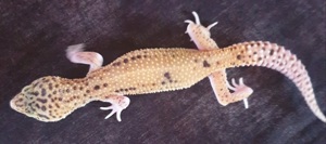 Leopardgecko Weibchen