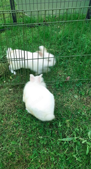 Zwergkaninchen Albino