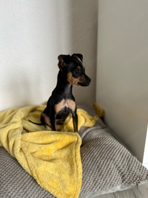 Russkiy Toy Terrier 