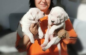 Dogo Argentino Welpen