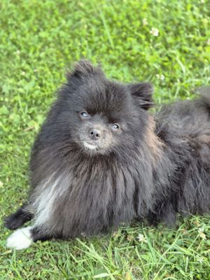 Zwergspitz Pomeranian Rüde